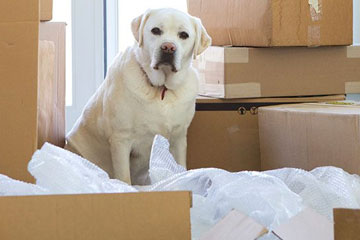 pet-relocation-services-in-india