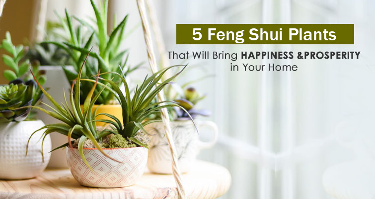 fengshui-plants