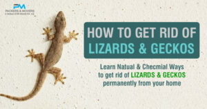 how-to-get-rid-of-lizards