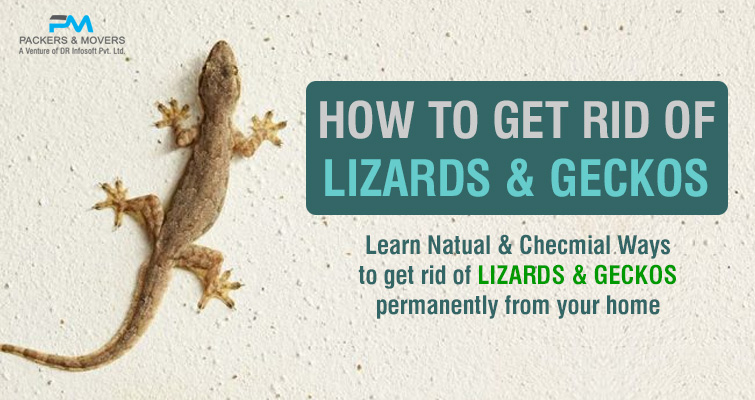 How to Get Rid of Lizards at Home Permanently